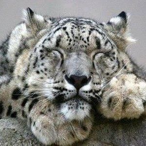 Meet your Posher, Hazel